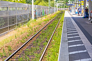 Zugewachsenes Gleis im Bahnhof Hamburg-Rahlstedt